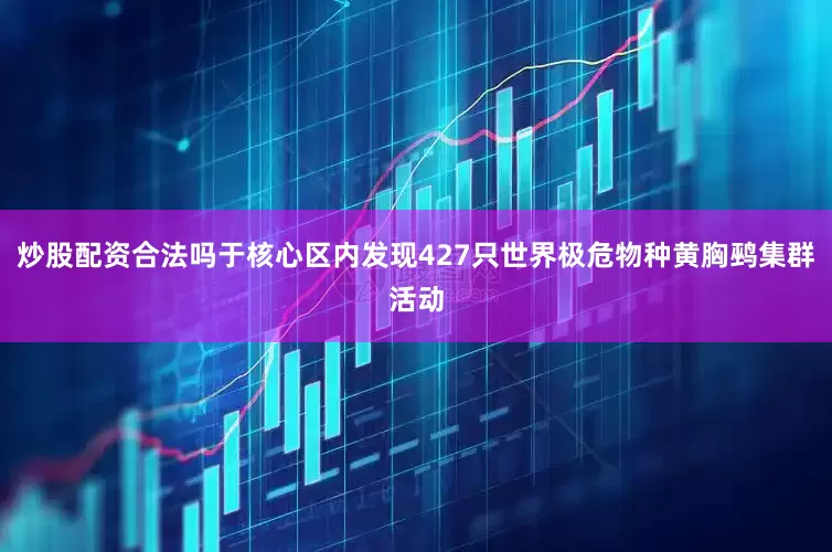炒股配资合法吗于核心区内发现427只世界极危物种黄胸鹀集群活动